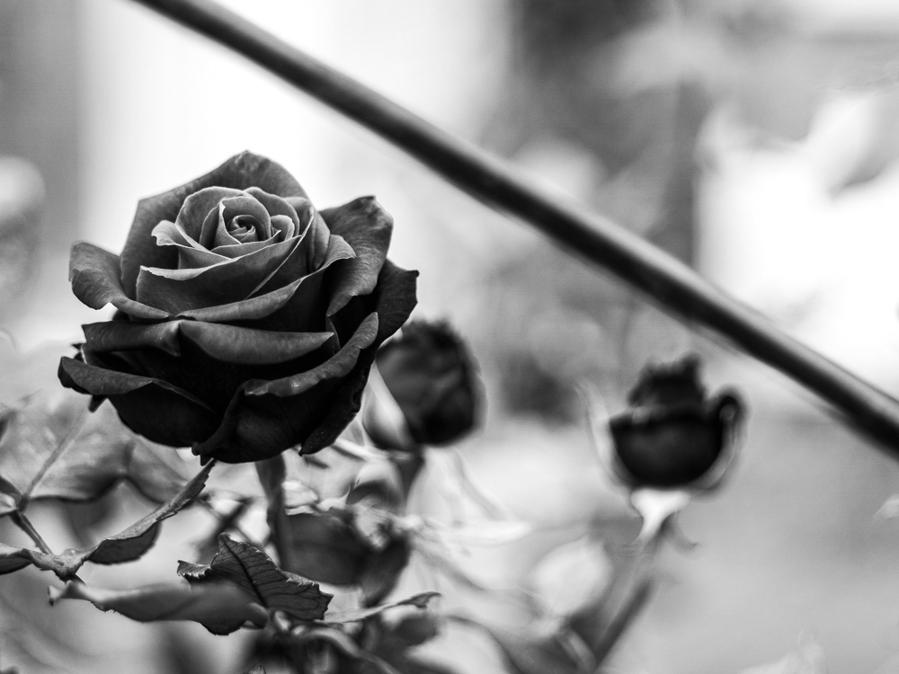 Picture of a flower on a garden. LONDON, united kingdom. 2015 © Pedro Rodrigues