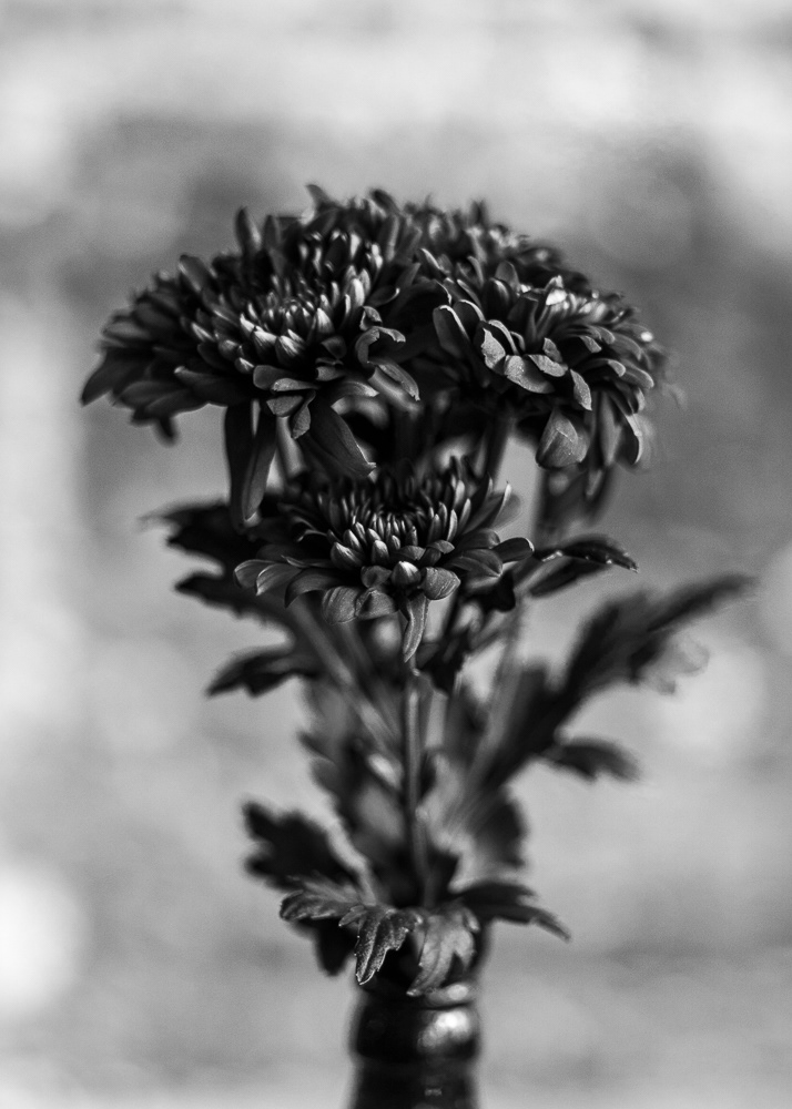 Picture of a flower on a bottle. LONDON, united kingdom. 2015 © Pedro Rodrigues